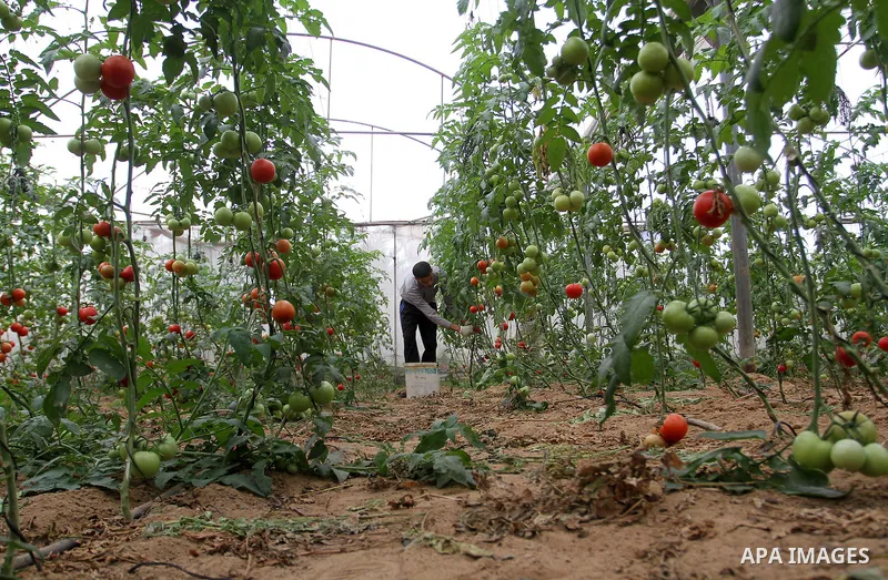 A Palestinian man picks tomatoes at a farm in Rafah in the southern Gaza Strip on the November 23, 2016. Photo by Abed Rahim Khatib