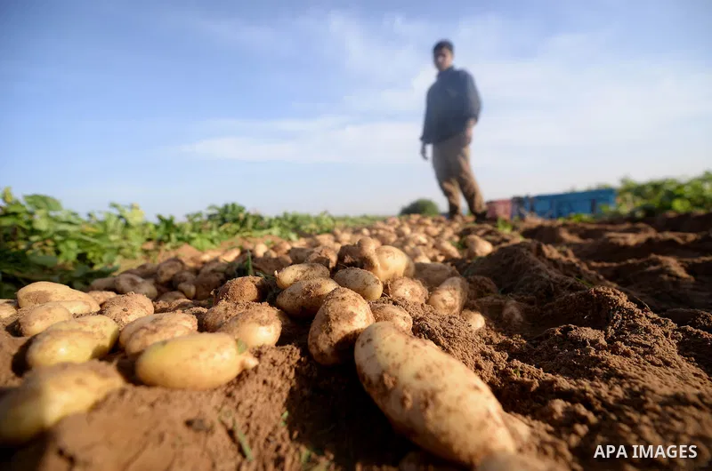 A close up shot shows potatoes in a field in Beit Lahia, near the border with Israel, in the northern Gaza Strip, on November 27, 2016, as Palestinian farmers work during the harvest. Photo by Hassan Jedi