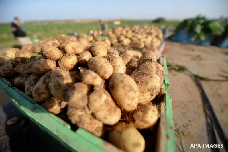 A close up shot shows potatoes in a field in Beit Lahia, near the border with Israel, in the northern Gaza Strip, on November 27, 2016, as Palestinian farmers work during the harvest. Photo by Hassan Jedi