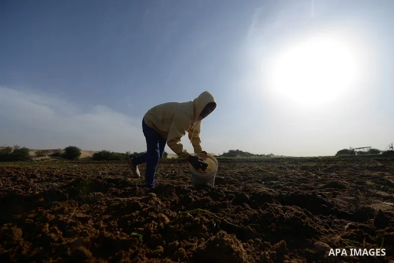 A Palestinian farmer collects potatoes during the harvest in Beit Lahia, near the border with Israel, in the northern Gaza Strip, on November 27, 2016. Photo by Hassan Jedi