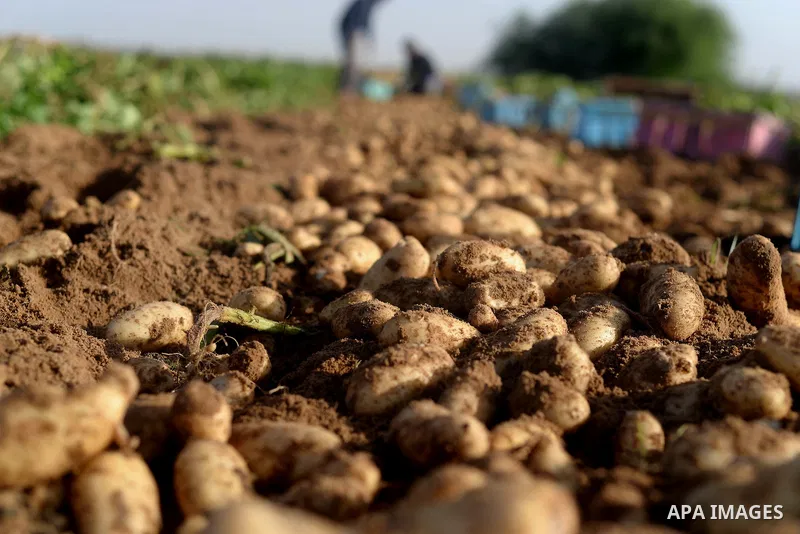 A close up shot shows potatoes in a field in Beit Lahia, near the border with Israel, in the northern Gaza Strip, on November 27, 2016, as Palestinian farmers work during the harvest. Photo by Hassan Jedi