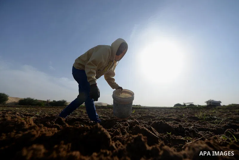 A Palestinian farmer collects potatoes during the harvest in Beit Lahia, near the border with Israel, in the northern Gaza Strip, on November 27, 2016. Photo by Hassan Jedi