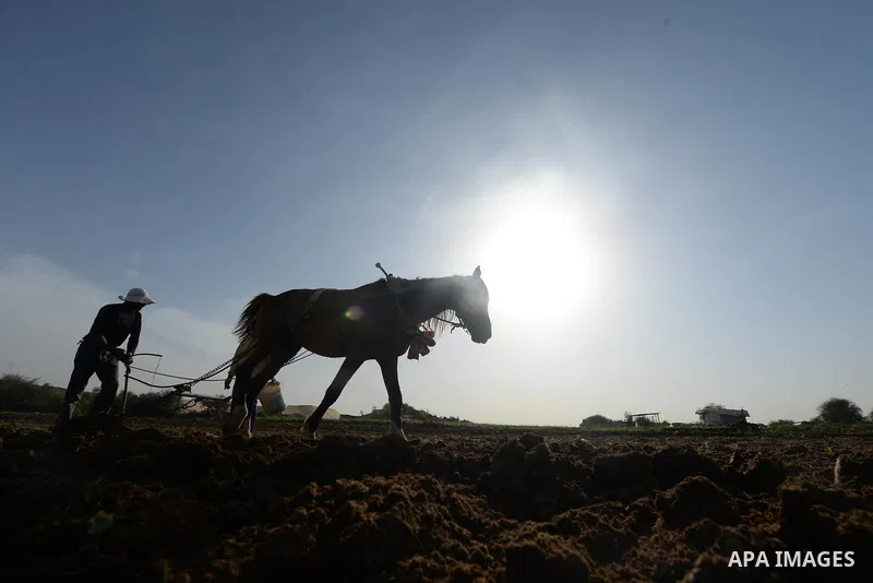 A Palestinian farmer uses a plough pulled by a horse in a field in Beit Lahia, near the border with Israel, in the northern Gaza Strip, on November 27, 2016. Photo by Hassan Jedi