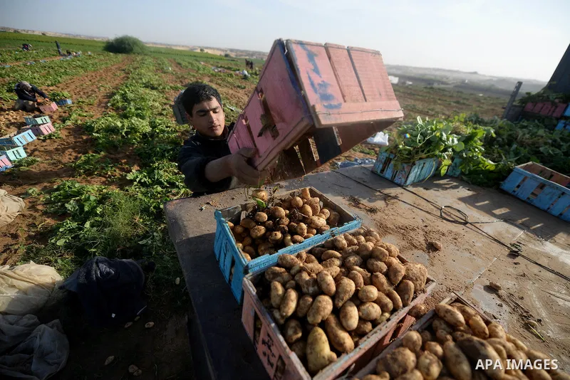Palestinian farmers collect potatoes during the harvest in Beit Lahia, near the border with Israel, in the northern Gaza Strip, on November 27, 2016. Photo by Hassan Jedi