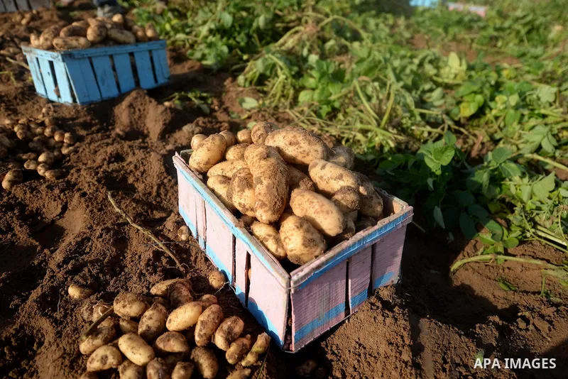 A close up shot shows potatoes in a field in Beit Lahia, near the border with Israel, in the northern Gaza Strip, on November 27, 2016, as Palestinian farmers work during the harvest. Photo by Hassan Jedi