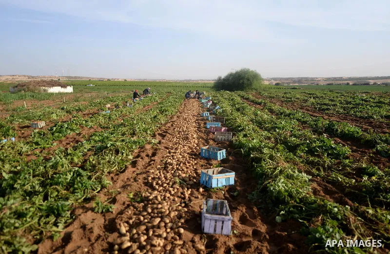 Palestinian farmers collect potatoes during the harvest in Beit Lahia, near the border with Israel, in the northern Gaza Strip, on November 27, 2016. Photo by Hassan Jedi