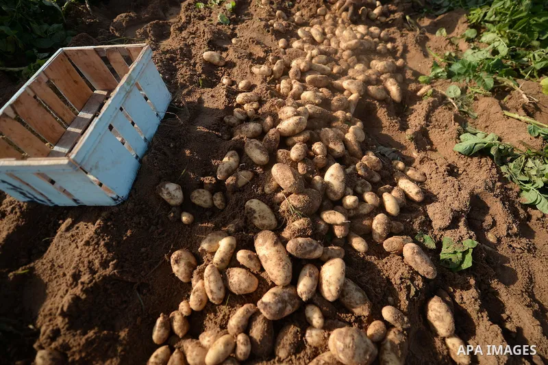 A close up shot shows potatoes in a field in Beit Lahia, near the border with Israel, in the northern Gaza Strip, on November 27, 2016, as Palestinian farmers work during the harvest. Photo by Hassan Jedi