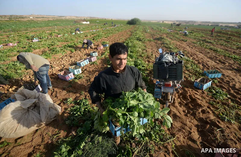 A Palestinian farmer collects potatoes during the harvest in Beit Lahia, near the border with Israel, in the northern Gaza Strip, on November 27, 2016. Photo by Hassan Jedi