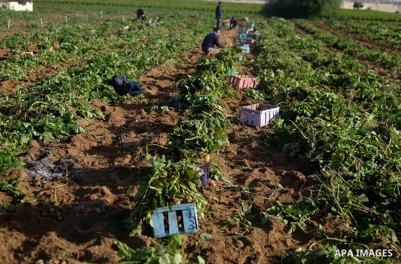 Palestinian farmers collect potatoes during the harvest in Beit Lahia, near the border with Israel, in the northern Gaza Strip, on November 27, 2016. Photo by Hassan Jedi