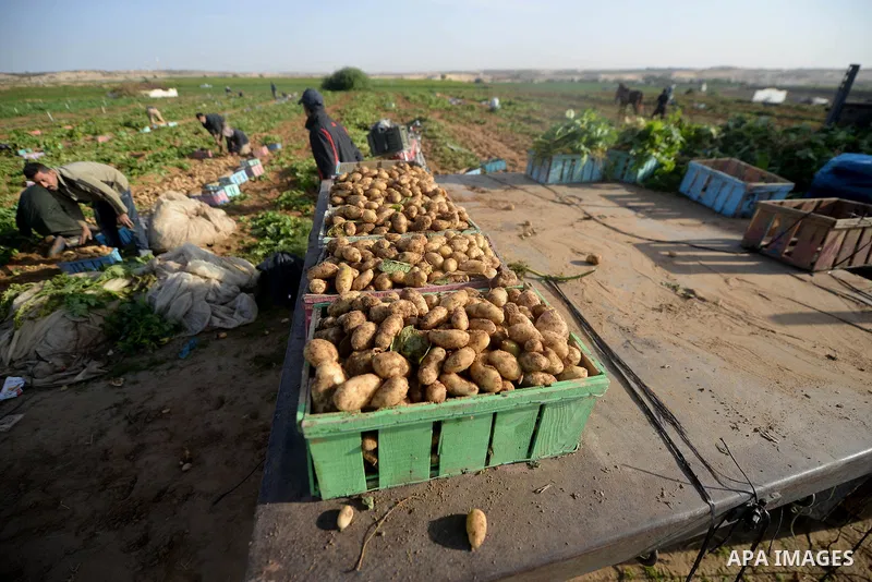 Palestinian farmers collect potatoes during the harvest in Beit Lahia, near the border with Israel, in the northern Gaza Strip, on November 27, 2016. Photo by Hassan Jedi