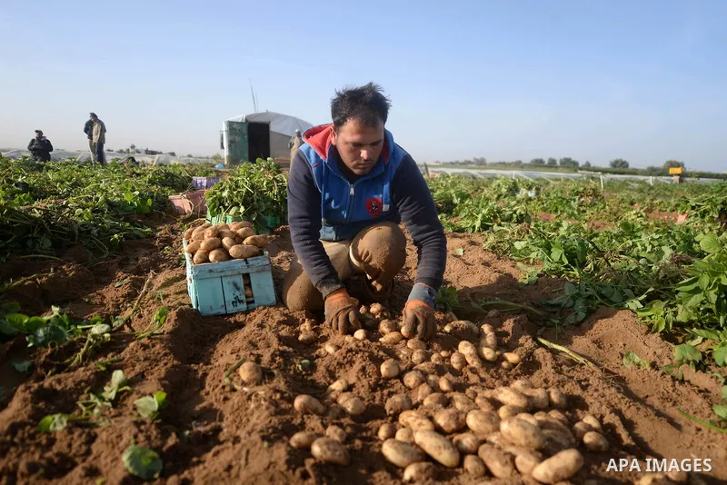 A Palestinian farmer collects potatoes during the harvest in Beit Lahia, near the border with Israel, in the northern Gaza Strip, on November 27, 2016. Photo by Hassan Jedi