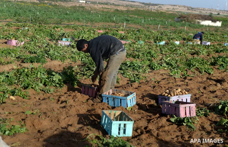 A Palestinian farmer collects potatoes during the harvest in Beit Lahia, near the border with Israel, in the northern Gaza Strip, on November 27, 2016. Photo by Hassan Jedi