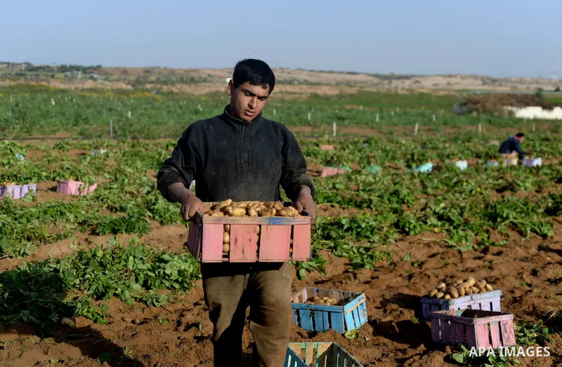 A Palestinian farmer collects potatoes during the harvest in Beit Lahia, near the border with Israel, in the northern Gaza Strip, on November 27, 2016. Photo by Hassan Jedi