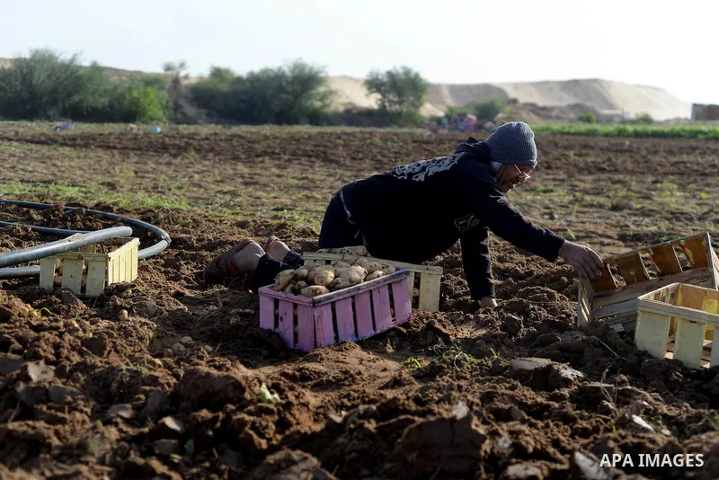A Palestinian farmer collects potatoes during the harvest in Beit Lahia, near the border with Israel, in the northern Gaza Strip, on November 27, 2016. Photo by Hassan Jedi