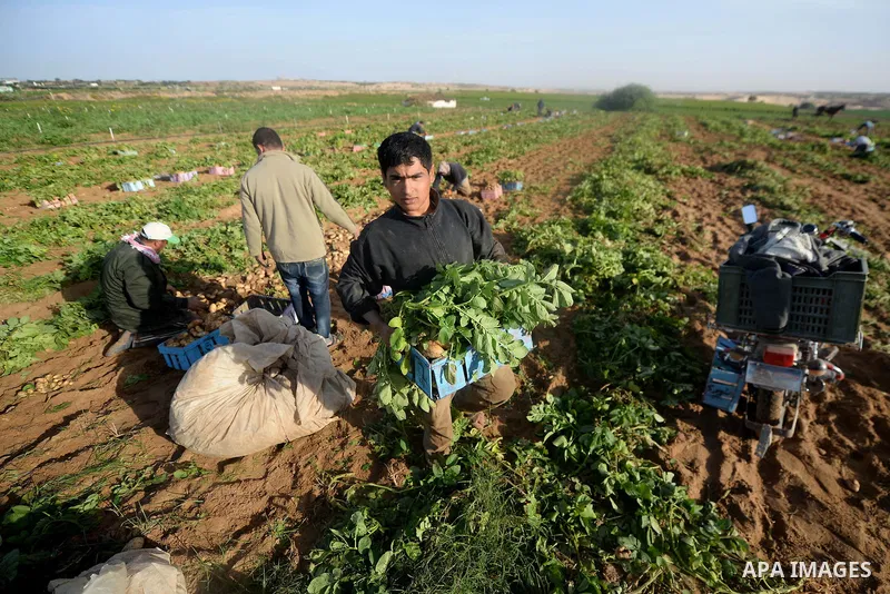 Palestinian farmers collect potatoes during the harvest in Beit Lahia, near the border with Israel, in the northern Gaza Strip, on November 27, 2016. Photo by Hassan Jedi