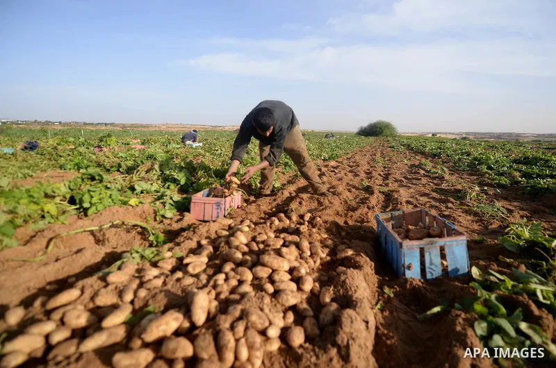 A Palestinian farmer collects potatoes during the harvest in Beit Lahia, near the border with Israel, in the northern Gaza Strip, on November 27, 2016. Photo by Hassan Jedi