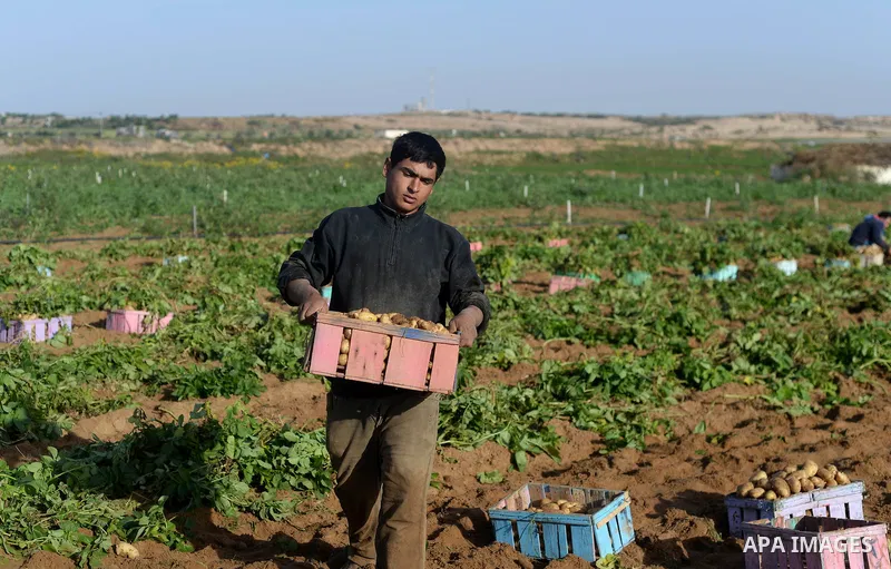 A Palestinian farmer collects potatoes during the harvest in Beit Lahia, near the border with Israel, in the northern Gaza Strip, on November 27, 2016. Photo by Hassan Jedi