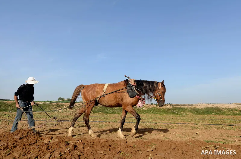 A Palestinian farmer uses a plough pulled by a horse in a field in Beit Lahia, near the border with Israel, in the northern Gaza Strip, on November 27, 2016. Photo by Hassan Jedi