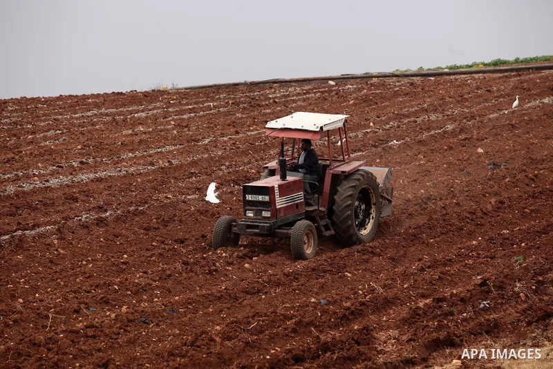 A Palestinian farmer uses a plough in a field in the West Bank village of Nassariya near Nablus November 30, 2016. Photo by Nedal Eshtayah
