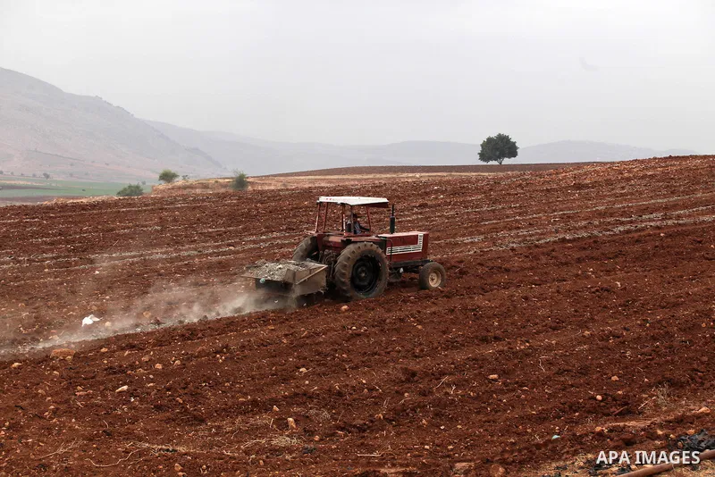 A Palestinian farmer uses a plough in a field in the West Bank village of Nassariya near Nablus November 30, 2016. Photo by Nedal Eshtayah