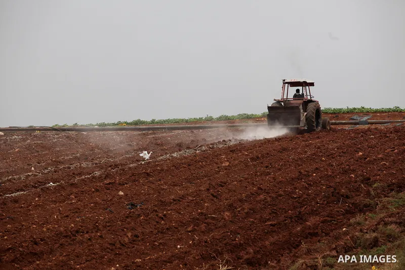 A Palestinian farmer uses a plough in a field in the West Bank village of Nassariya near Nablus November 30, 2016. Photo by Nedal Eshtayah