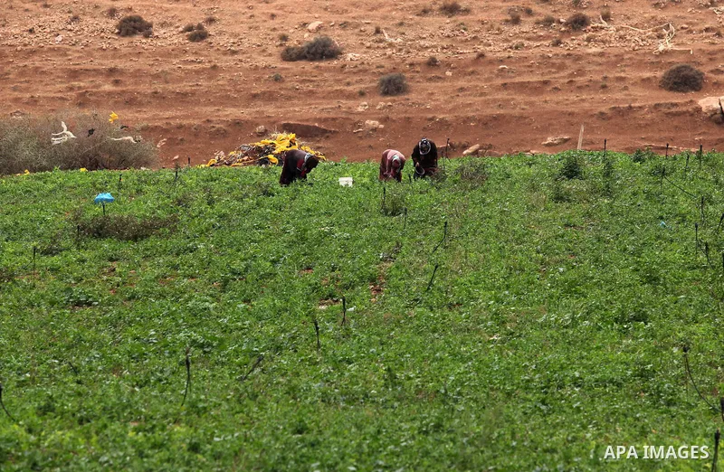 Palestinian women collect cabbage in a field in the West Bank village of Nassariya near Nablus November 30, 2016. Photo by Nedal Eshtayah