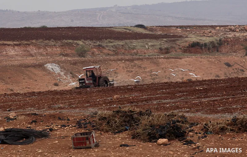 A Palestinian farmer uses a plough in a field in the West Bank village of Nassariya near Nablus November 30, 2016. Photo by Nedal Eshtayah