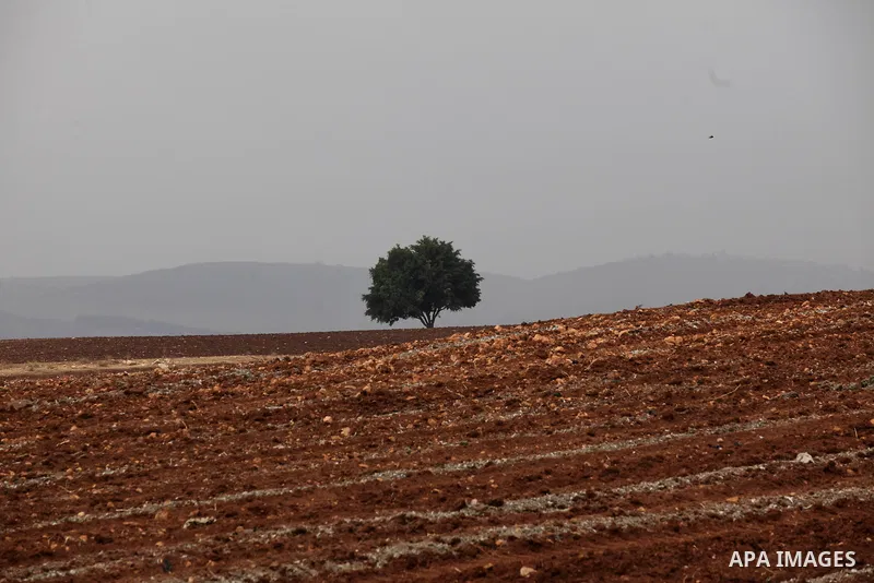 The tree is seen in a field in the West Bank village of Nassariya near Nablus November 30, 2016. Photo by Nedal Eshtayah