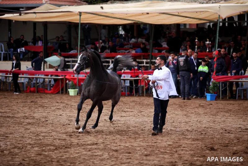 A Palestinian shows off a horse during a local beauty championship for pure-bred Arabian horses in the West Bank city of Jericho December 2, 2016. Photo by Nedal Eshtayah