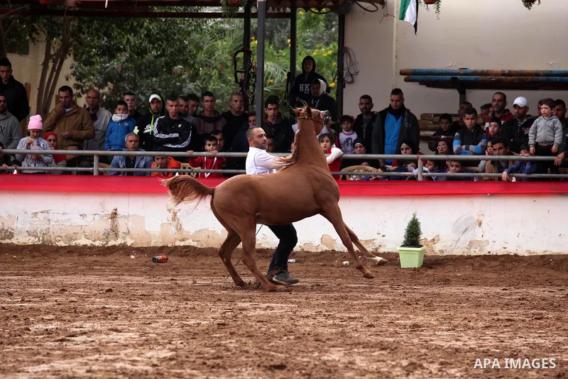 A Palestinian shows off a horse during a local beauty championship for pure-bred Arabian horses in the West Bank city of Jericho December 2, 2016. Photo by Nedal Eshtayah