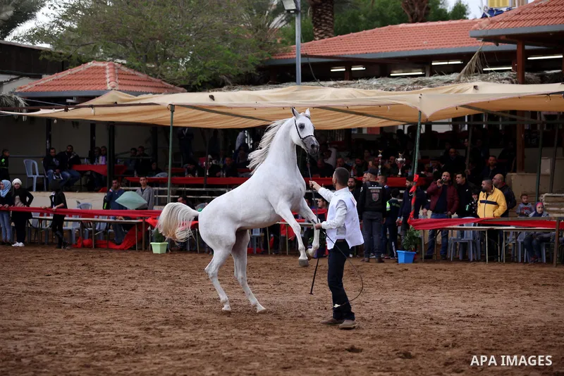 A Palestinian shows off a horse during a local beauty championship for pure-bred Arabian horses in the West Bank city of Jericho December 2, 2016. Photo by Nedal Eshtayah