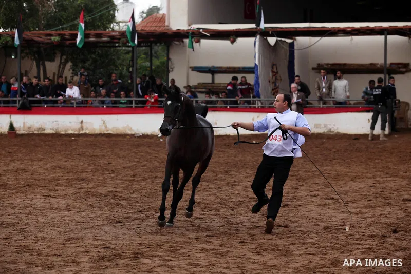 A Palestinian shows off a horse during a local beauty championship for pure-bred Arabian horses in the West Bank city of Jericho December 2, 2016. Photo by Nedal Eshtayah