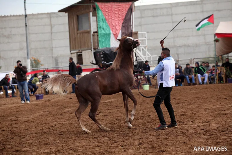A Palestinian shows off a horse during a local beauty championship for pure-bred Arabian horses in the West Bank city of Jericho December 2, 2016. Photo by Nedal Eshtayah
