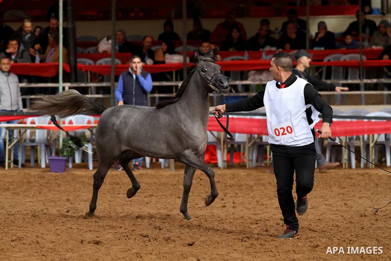A Palestinian shows off a horse during a local beauty championship for pure-bred Arabian horses in the West Bank city of Jericho December 2, 2016. Photo by Nedal Eshtayah