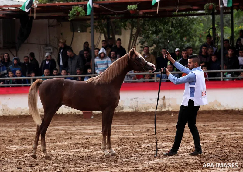 A Palestinian shows off a horse during a local beauty championship for pure-bred Arabian horses in the West Bank city of Jericho December 2, 2016. Photo by Nedal Eshtayah
