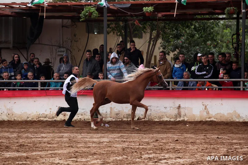 A Palestinian shows off a horse during a local beauty championship for pure-bred Arabian horses in the West Bank city of Jericho December 2, 2016. Photo by Nedal Eshtayah