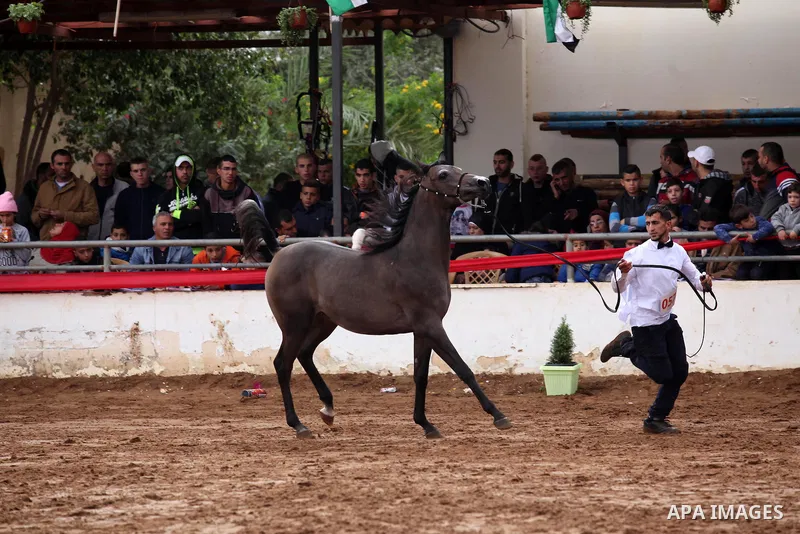 A Palestinian shows off a horse during a local beauty championship for pure-bred Arabian horses in the West Bank city of Jericho December 2, 2016. Photo by Nedal Eshtayah