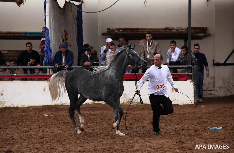 A Palestinian shows off a horse during a local beauty championship for pure-bred Arabian horses in the West Bank city of Jericho December 2, 2016. Photo by Nedal Eshtayah