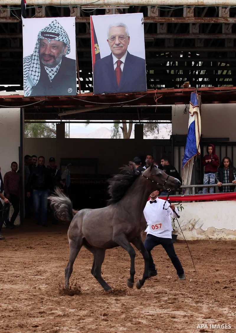 A Palestinian shows off a horse during a local beauty championship for pure-bred Arabian horses in the West Bank city of Jericho December 2, 2016. Photo by Nedal Eshtayah