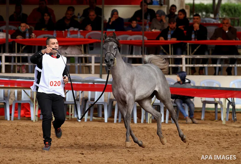 A Palestinian shows off a horse during a local beauty championship for pure-bred Arabian horses in the West Bank city of Jericho December 2, 2016. Photo by Nedal Eshtayah