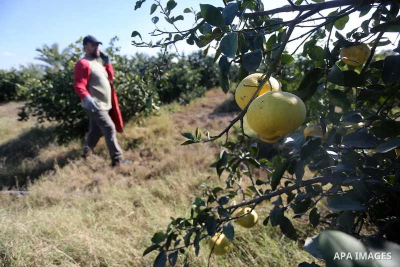 A Palestinian farmer collects citrus at farm during the annual harvesting season in Gaza city on December 11, 2016. Photo by Mohammed Asad