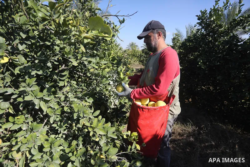 A Palestinian farmer collects citrus at farm during the annual harvesting season in Gaza city on December 11, 2016. Photo by Mohammed Asad