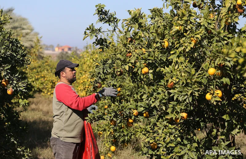 A Palestinian farmer collects citrus at farm during the annual harvesting season in Gaza city on December 11, 2016. Photo by Mohammed Asad