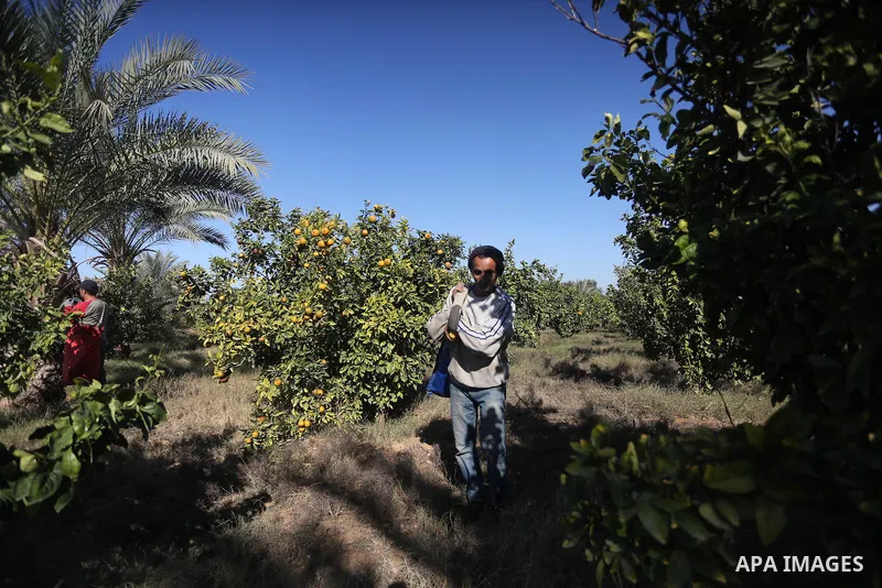 A Palestinian farmer collects citrus at farm during the annual harvesting season in Gaza city on December 11, 2016. Photo by Mohammed Asad