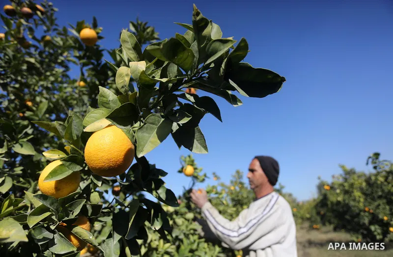 A Palestinian farmer collects citrus at farm during the annual harvesting season in Gaza city on December 11, 2016. Photo by Mohammed Asad