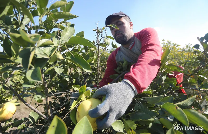 A Palestinian farmer collects citrus at farm during the annual harvesting season in Gaza city on December 11, 2016. Photo by Mohammed Asad