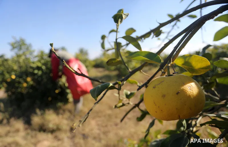 A Palestinian farmer collects citrus at farm during the annual harvesting season in Gaza city on December 11, 2016. Photo by Mohammed Asad