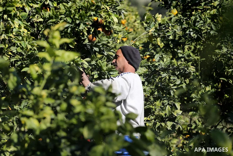 A Palestinian farmer collects citrus at farm during the annual harvesting season in Gaza city on December 11, 2016. Photo by Mohammed Asad