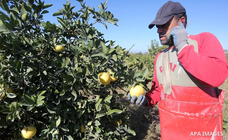 A Palestinian farmer collects citrus at farm during the annual harvesting season in Gaza city on December 11, 2016. Photo by Mohammed Asad