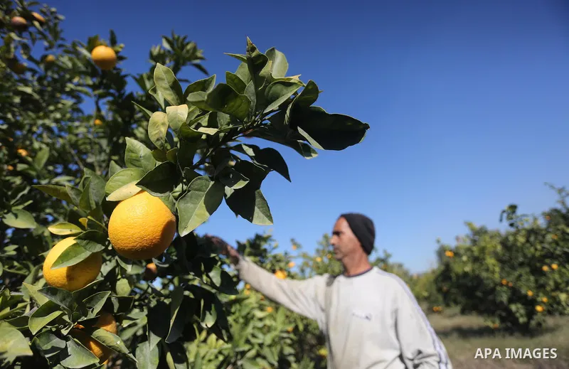 A Palestinian farmer collects citrus at farm during the annual harvesting season in Gaza city on December 11, 2016. Photo by Mohammed Asad